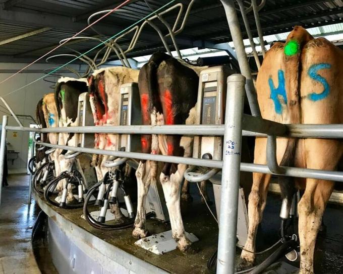 Pig Cattle Sheep Animal Marker Spray Paint Bright Color Acrylic