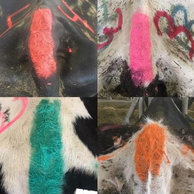 Indoor Outdoor 350g Aerosol Animal Body Paint For Sheep Pig