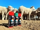 Plyfit Livestock Marker Spray No Harm Cow Sheep Marking Spray Paint